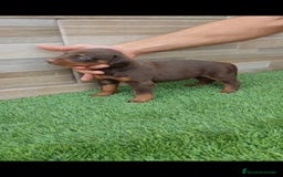 Dobermann perros en venta: Exelente linea de DOBERMAN - Imagen 3