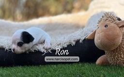 Chihuahua perros en venta: CAMADA DE CHIHUAHUA - Imagen 1