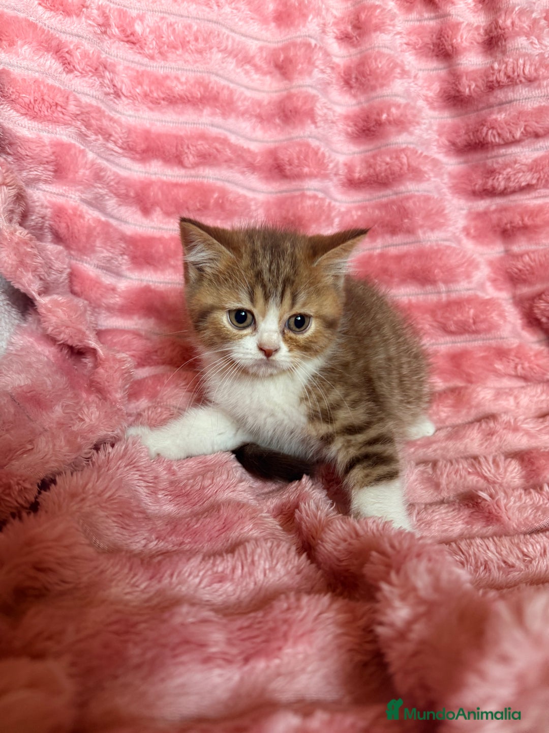 Británico de Pelo Corto gatos en venta: Precioso machito bicolor chocolate  - Imagen 7