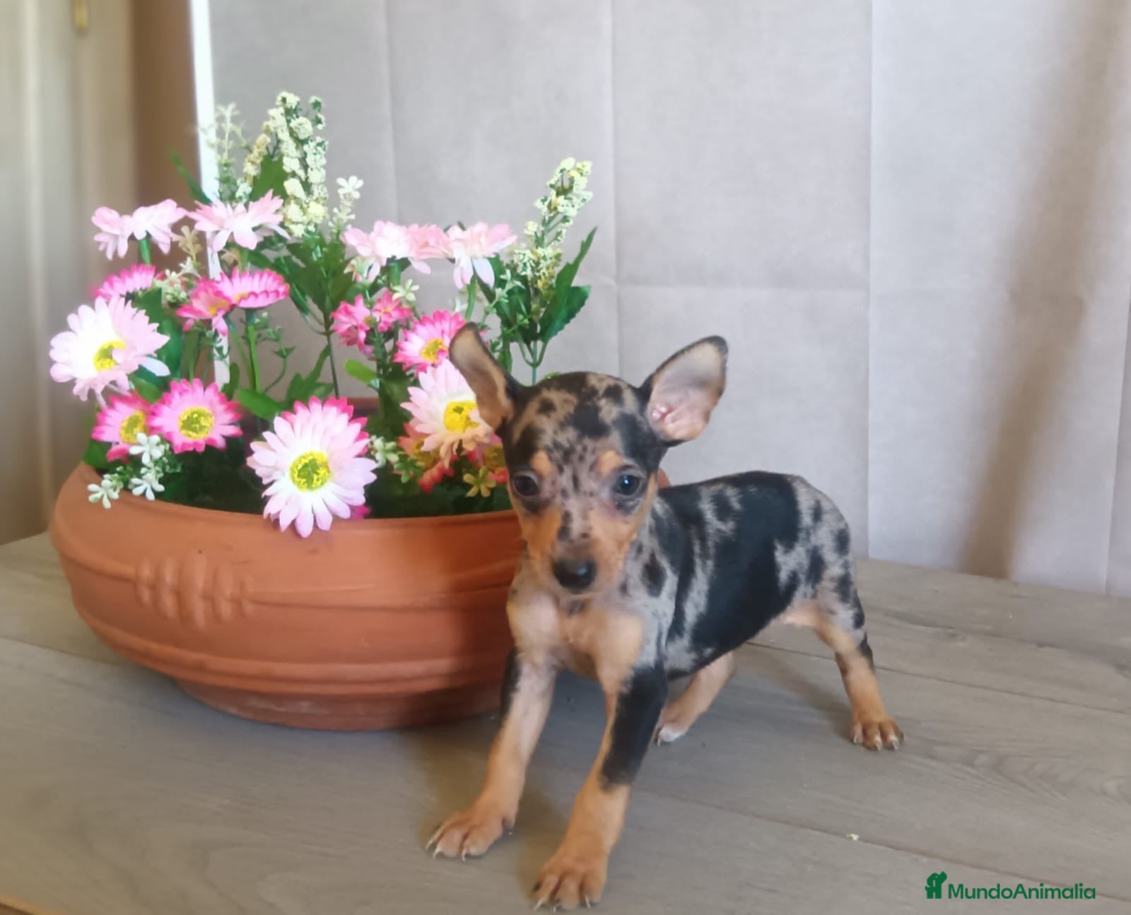 Pinscher Miniatura perros Pinscher Miniatura Cachorros  - Anuncio 1