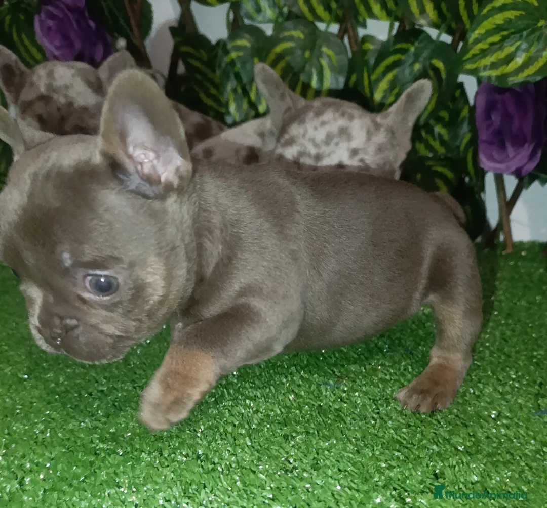 Bulldog Francés perros en venta: Bulldog francés isabellas  - Anuncio 4