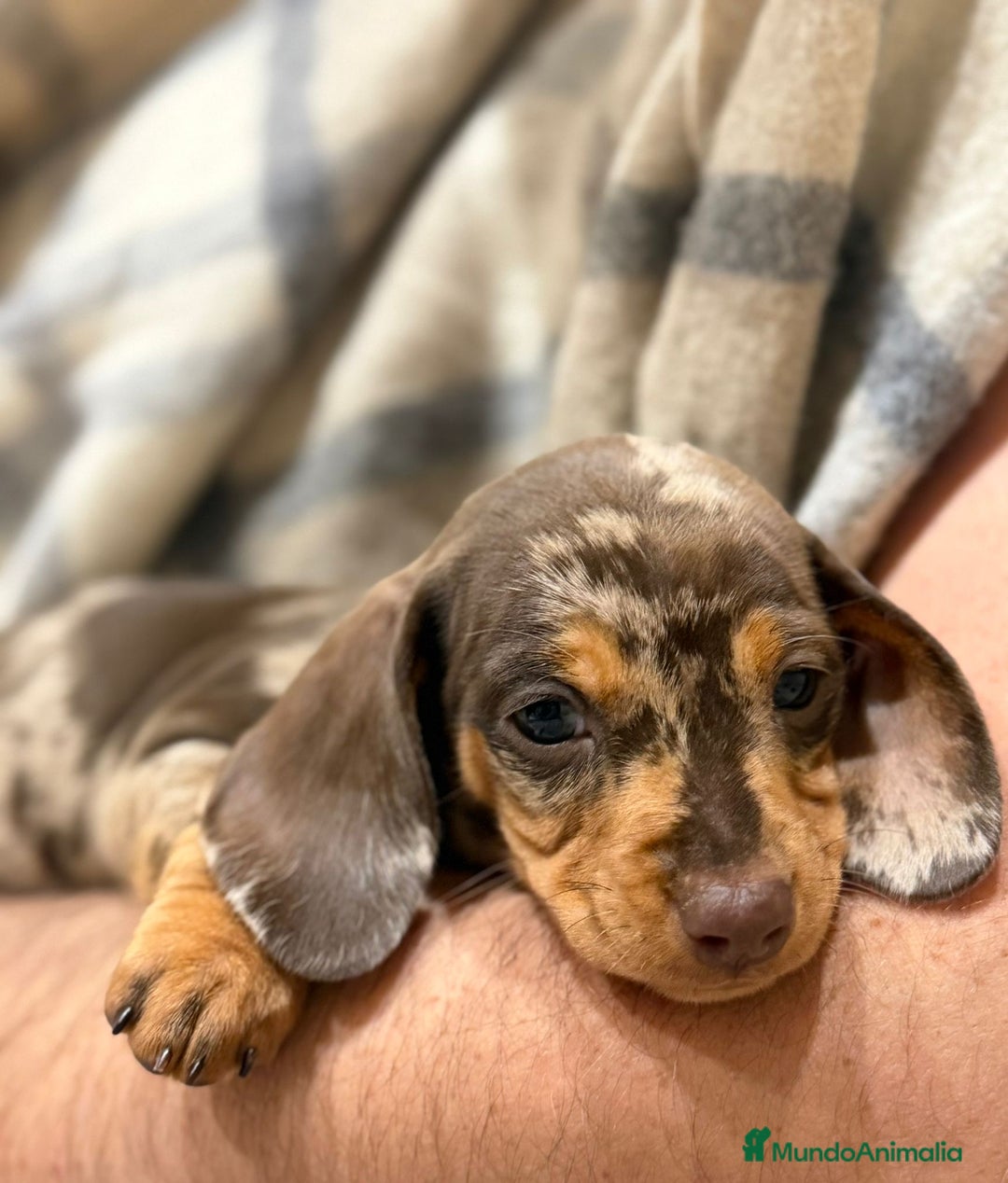 Teckel Miniatura perros en venta: Teckel mini criados en casa MADRID  - Anuncio 4