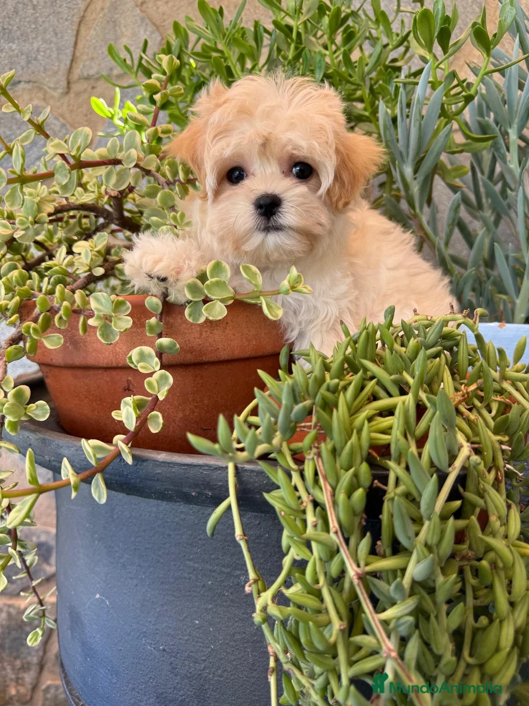 Maltipoo perros en venta: Maltipoo hembra toy - Anuncio 2