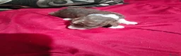 Perro de Agua Español perros en venta: Machos bicolor  - Anuncio 5