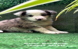 Border Collie perros en venta: Border Collie Blue Merle - Imagen 7