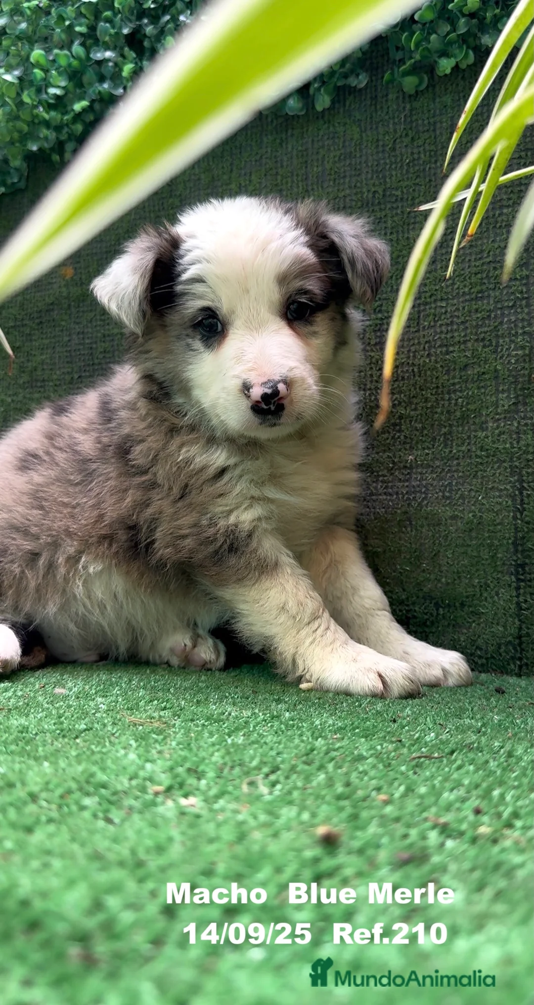 Border Collie perros en venta: Border Collie Blue Merle - Anuncio 7