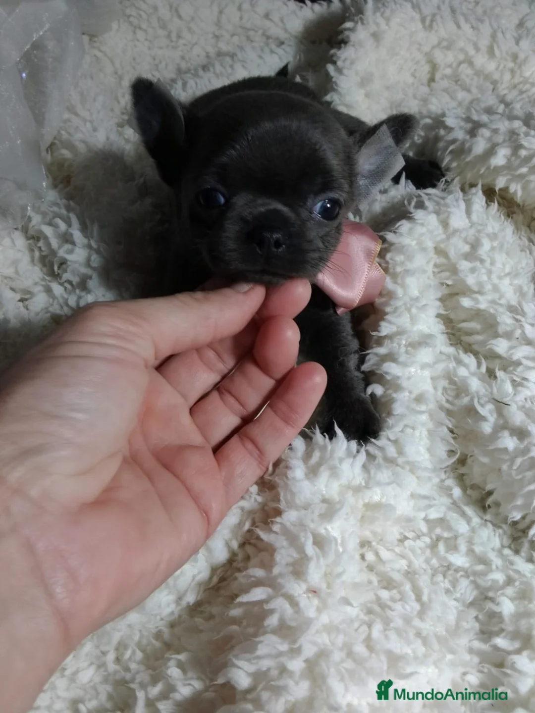 Chihuahua perros en venta: ‼️Chihuahuas muy cariñosos tamaño mini  - Anuncio 1