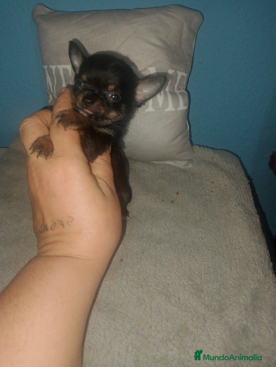 Chihuahua perros en venta: Camada para reservar  - Imagen 10