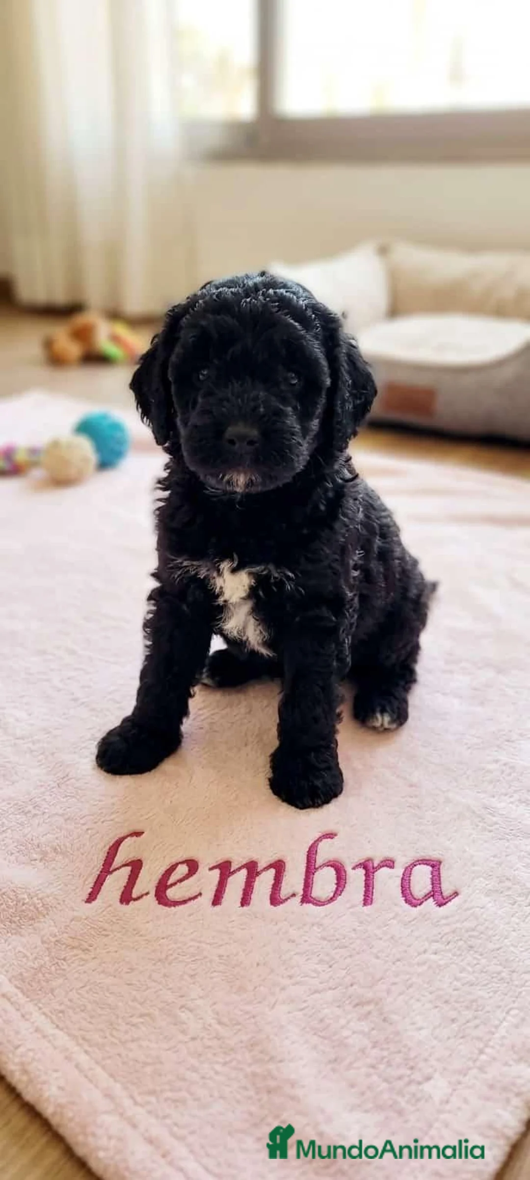Perro de Agua Español perros en venta: Perro de agua Español - Anuncio 1