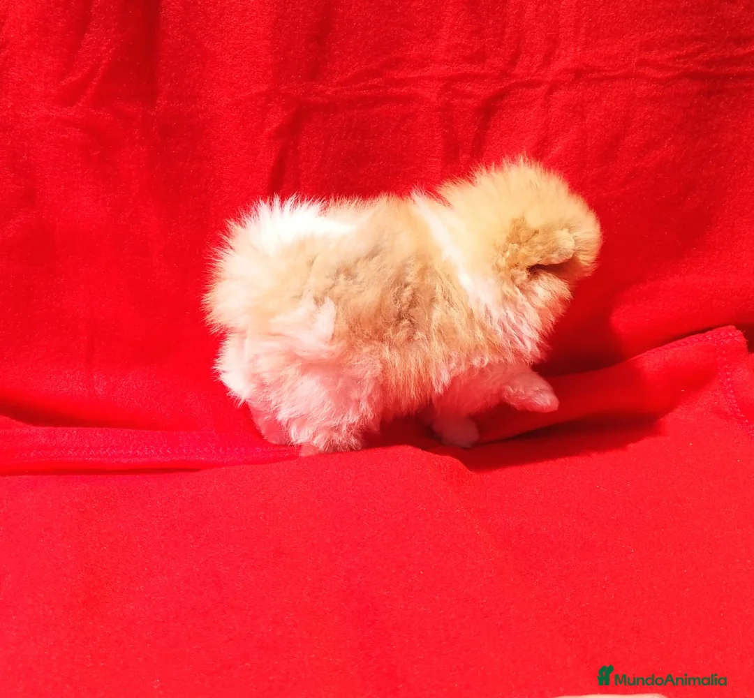 Pomerania perros en venta: Lulú de pomerania  en Barcelona - Anuncio 7