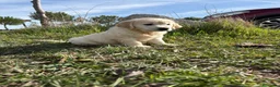Golden Retriever perros en venta: Golden Retriever  - Anuncio 10