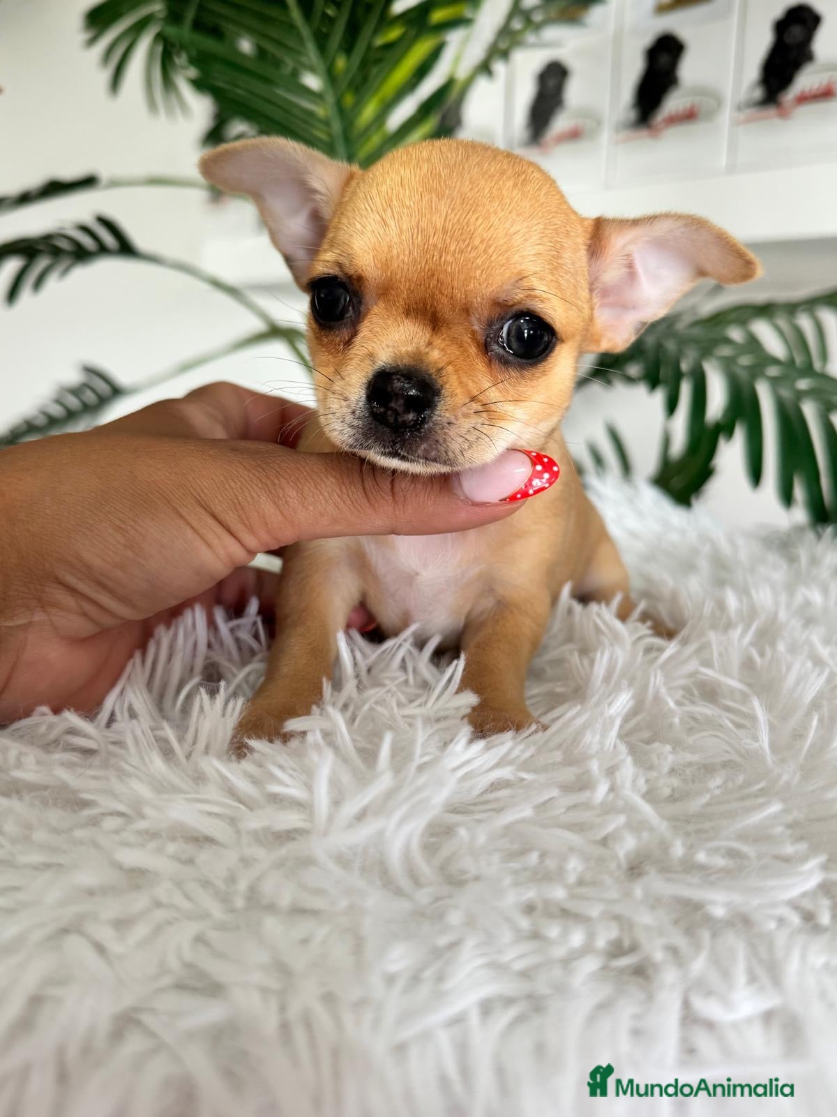 Chihuahua perros CHIHUAHUA HEMBRA - Anuncio 1