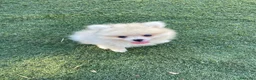 Pomerania perros en venta: Lulu pomerania  - Anuncio 4