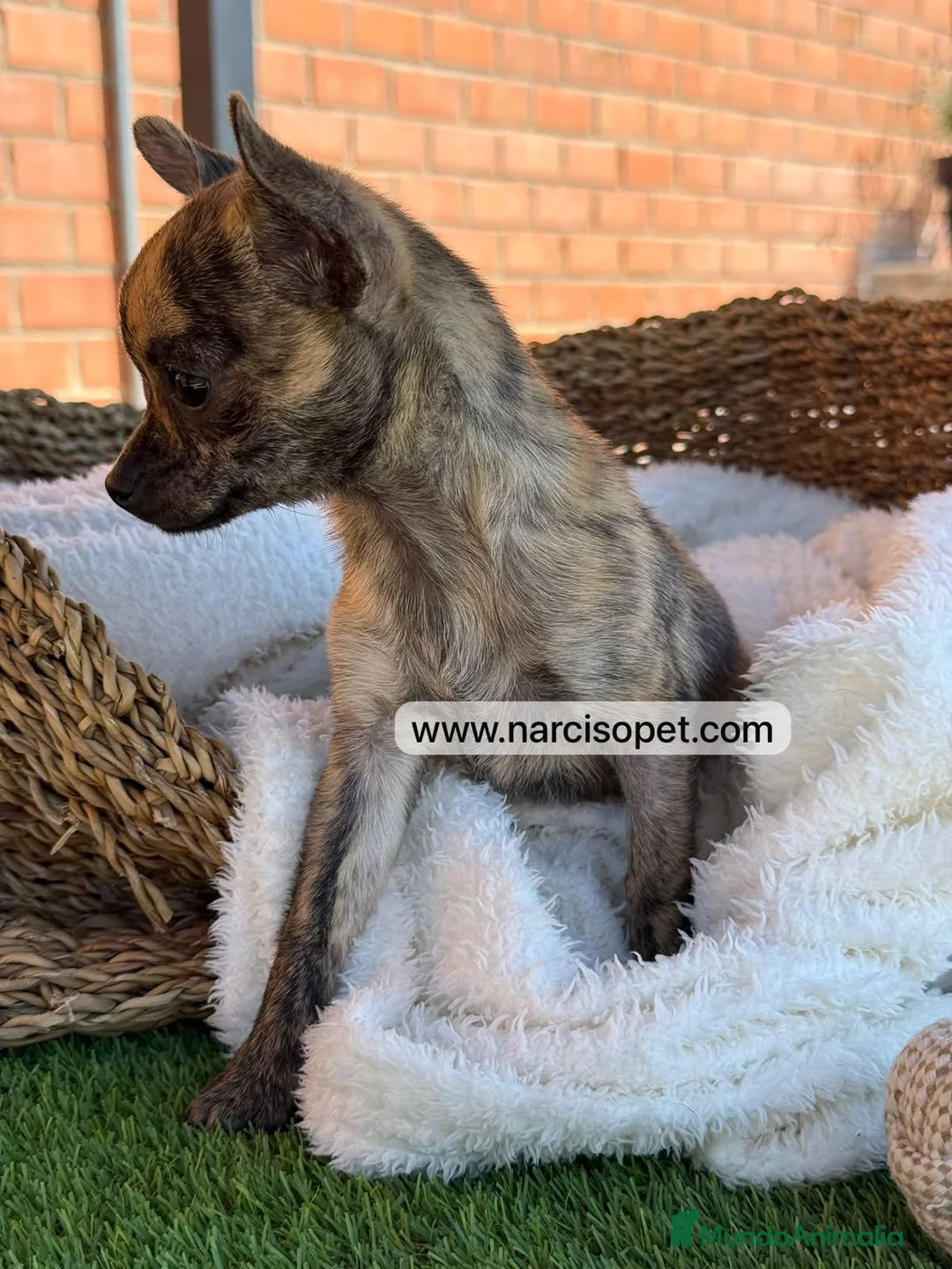 Chihuahua perros en venta: CHIHUAHUA TOY - Anuncio 7