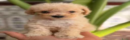 Caniche Toy perros en venta: EXCLUSIVOS CANICHES TOY PREMIUM - Anuncio 1