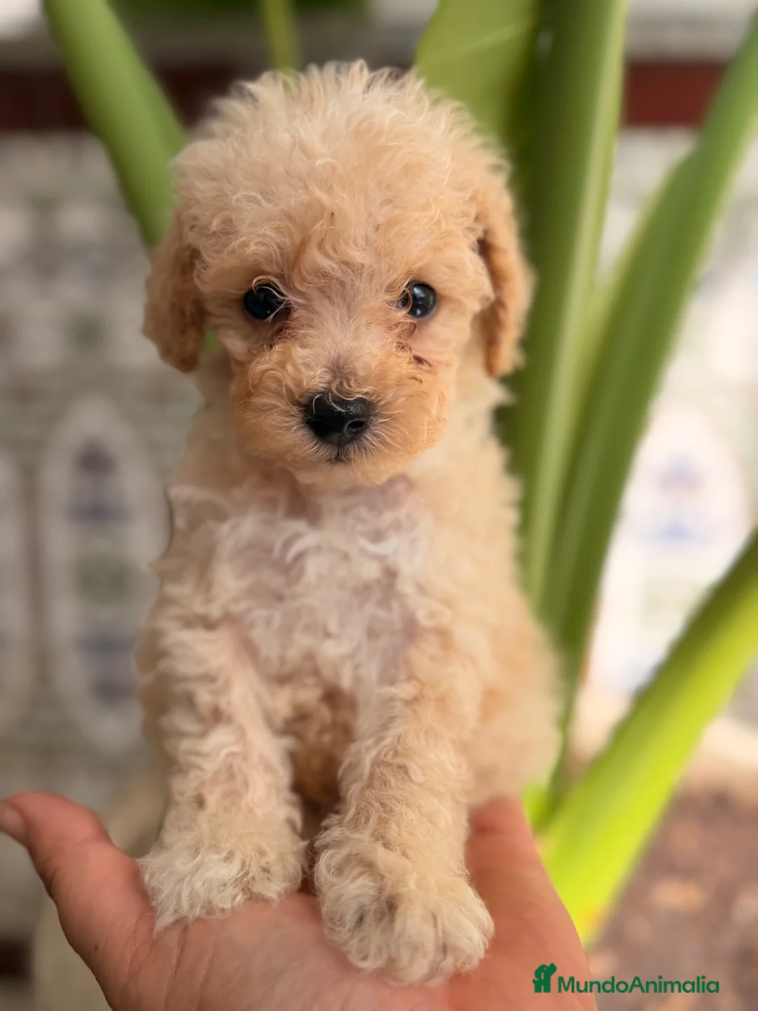 Caniche Toy perros en venta: EXCLUSIVOS CANICHES TOY PREMIUM - Anuncio 1