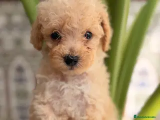 Caniche Toy perros EXCLUSIVOS CANICHES TOY PREMIUM - Anuncio 1