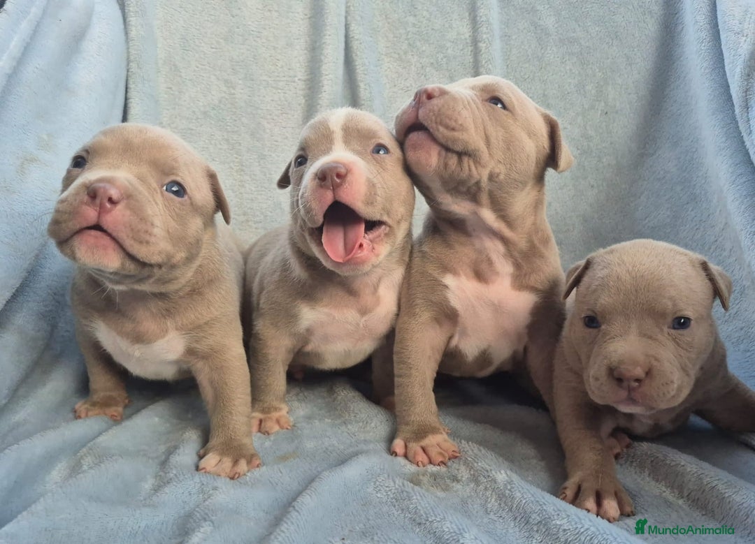 American Bully perros en venta: American bully pocket . Abkc  - Imagen 7