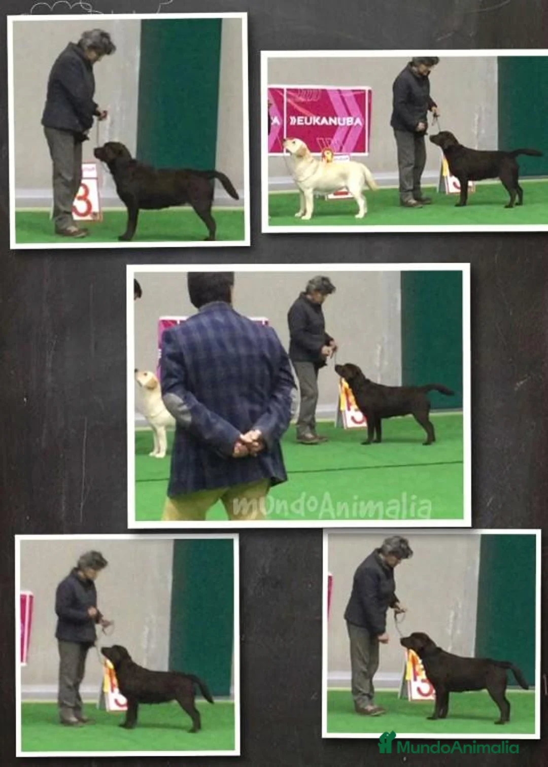 Imagen de galería {{count}}