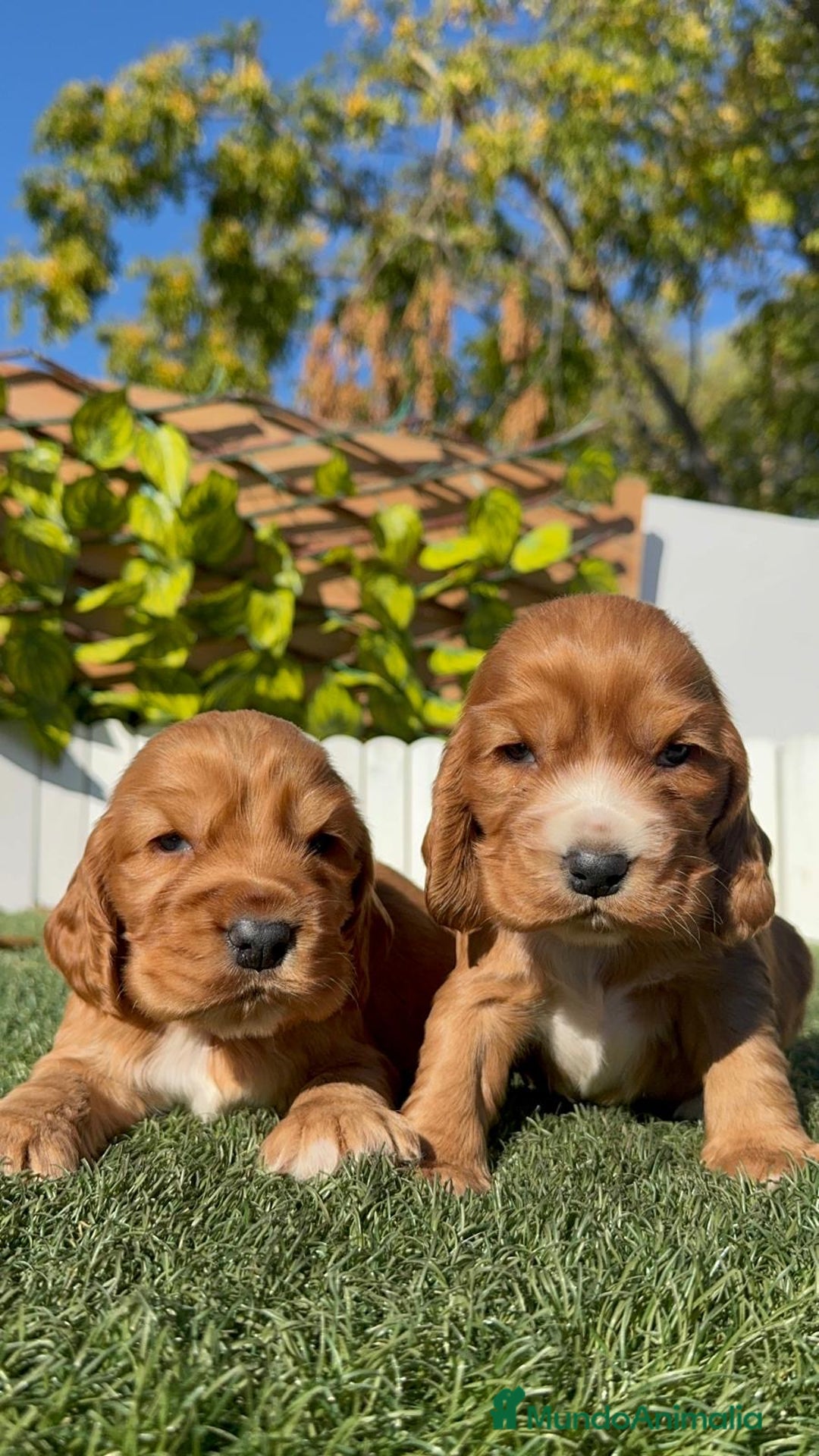 Cocker Spaniel Inglés perros en venta: COCKER SPANIEL INGLES - Anuncio 19