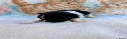 Pomerania perros en venta: Pomerania - Anuncio 5