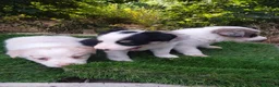 Border Collie perros en venta: Border collies de Calidad  - Anuncio 11