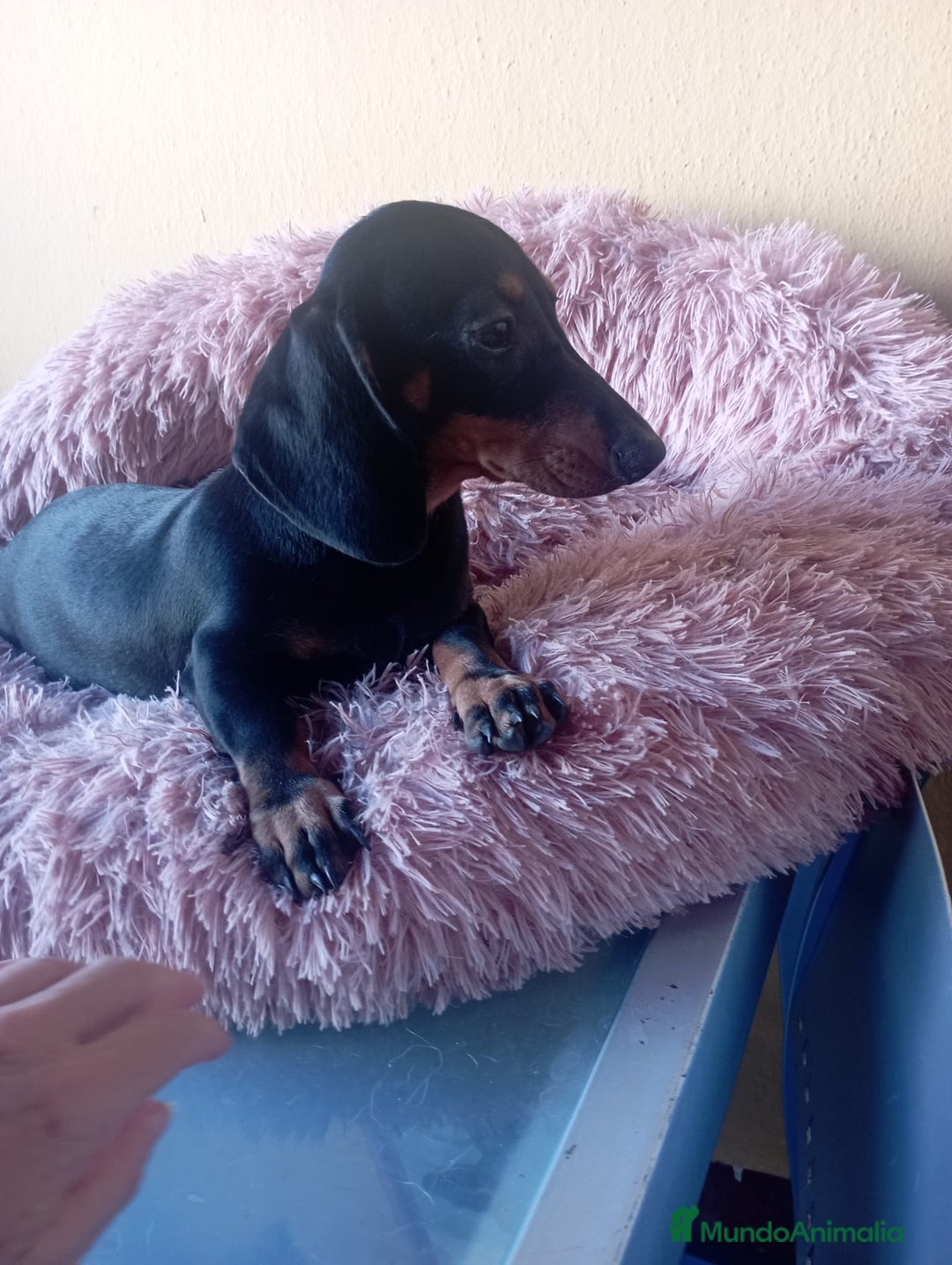 Teckel Miniatura perros en venta: Últimos teckel!! - Imagen 7
