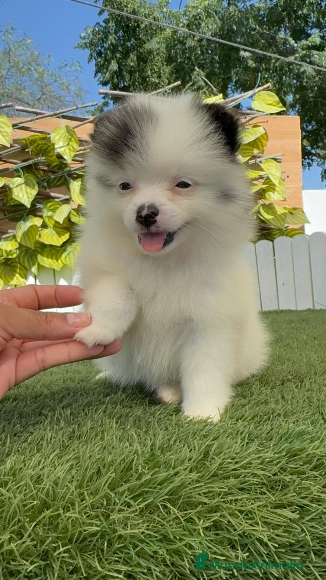 Pomerania perros en venta: POMERANIA HEMBRA BLANCA Y NEGRA - Imagen 11