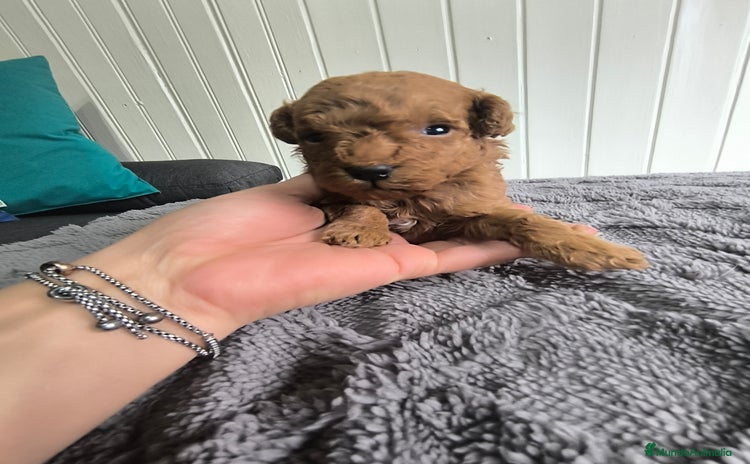 Caniche Toy perros - Anuncio 8