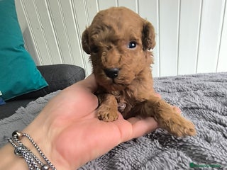 Caniche Toy perros - Anuncio 37