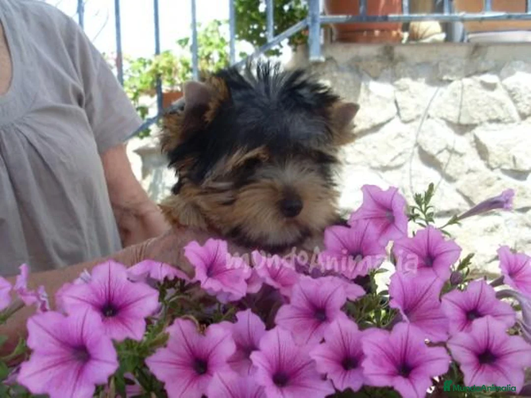 Imagen de galería {{count}}