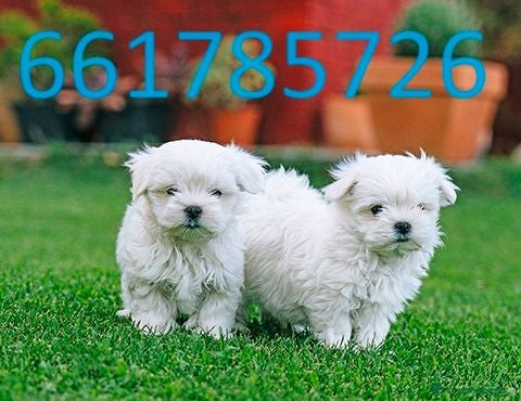 Bichón Maltés perros bichon maltes  - Anuncio 1