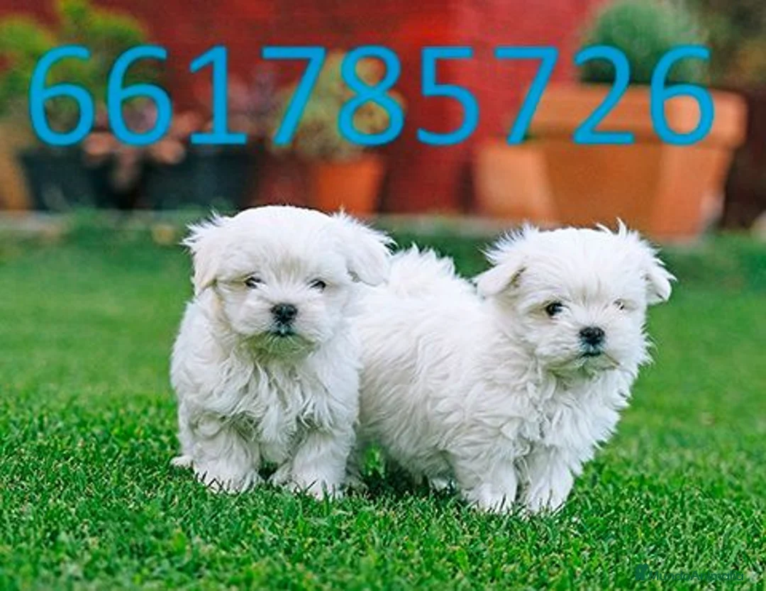 Bichón Maltés perros en venta: bichon maltes  - Anuncio 1