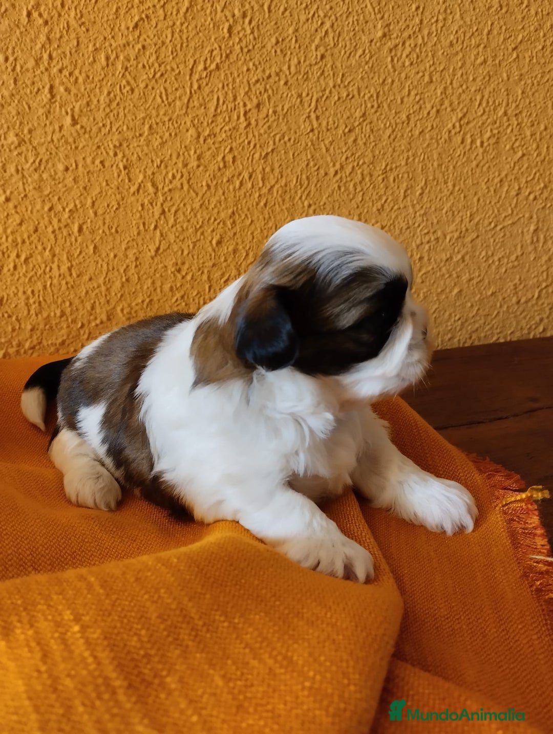 Shih Tzu perros en venta: Shih tzu mini - Imagen 3