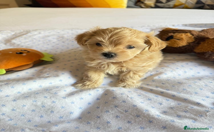 Maltipoo perros - Anuncio 1