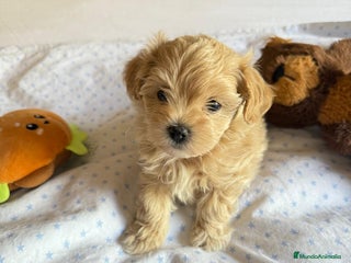 Maltipoo perros - Anuncio 4