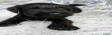 Schnauzer Mediano 4