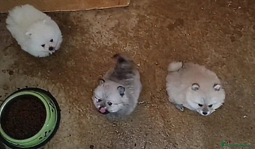 Pomerania perros en venta: PRECIOSOS POMERANIAS DESDE 800 € - Imagen 3