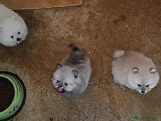 Pomerania perros - Anuncio 36