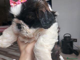 Shih Tzu perros Shih tzhu - Anuncio 13