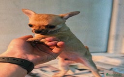 Chihuahua perros en venta: Cachorros Chihuahua 500€ ¡PRECIO REAL! - Imagen 2