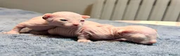 Sphynx gatos en venta: Camada de sphynx multicolor  - Anuncio 7