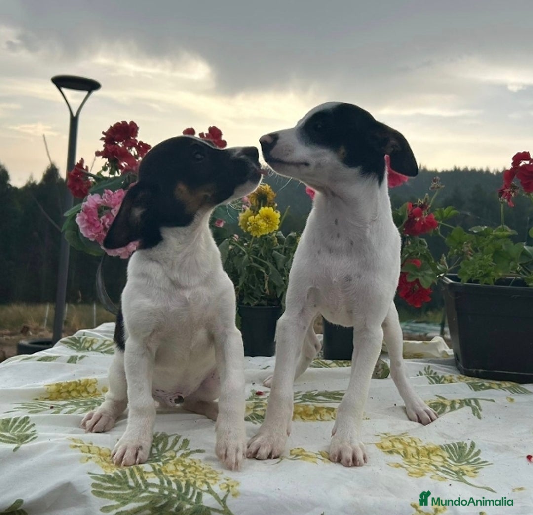 Ratonero Bodeguero Andaluz perros en venta: Preciosos cachorritos de bodeguero machos - Anuncio 2
