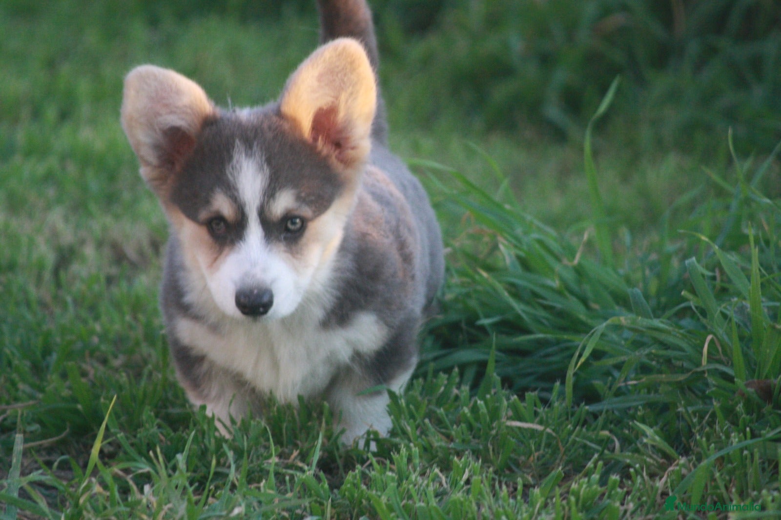 Welsh Corgi Pembroke perros Corgi blue  - Anuncio 1
