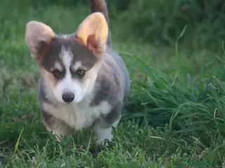 Welsh Corgi Pembroke perros Corgi blue - Anuncio 1