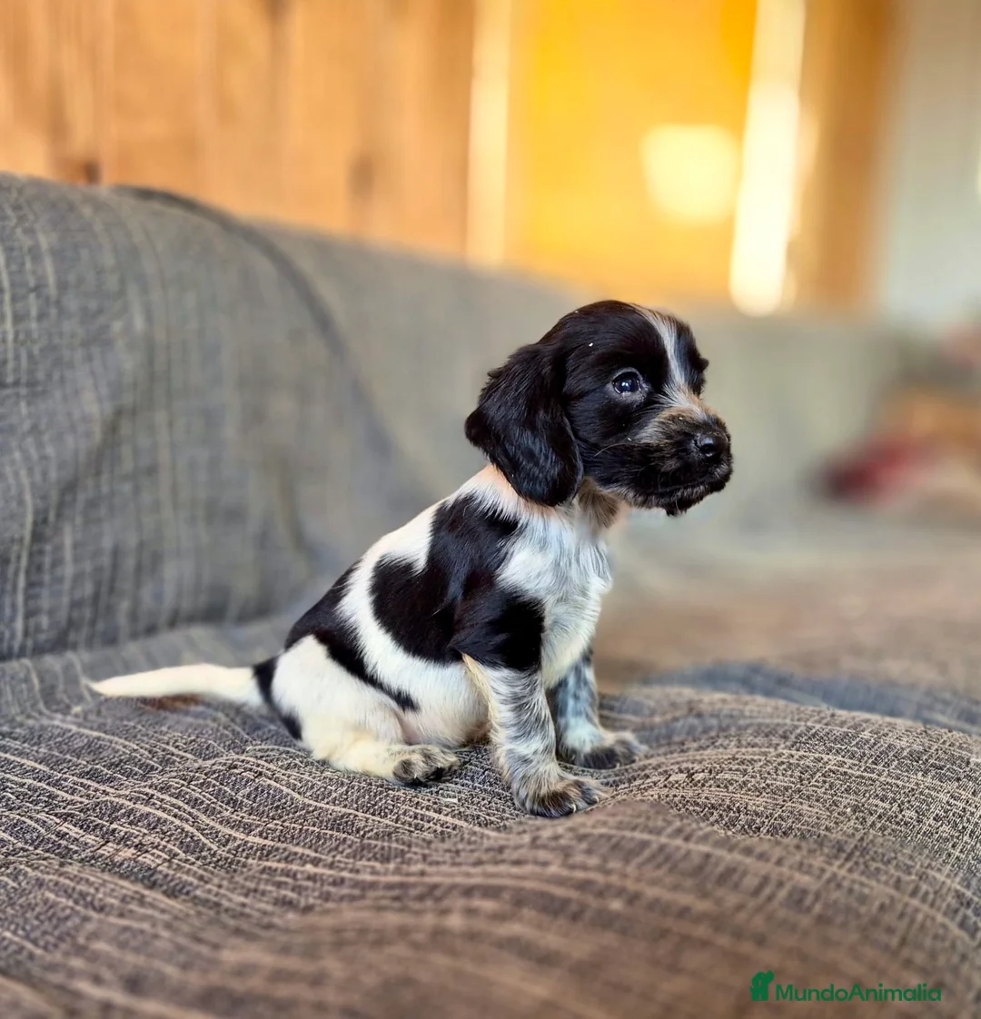 Cocker Spaniel Inglés perros en venta: Cocker Spaniel Inglés Ruano Azul - Anuncio 2