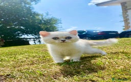 Británico de Pelo Corto gatos en venta: Cachorro british  - Imagen 2