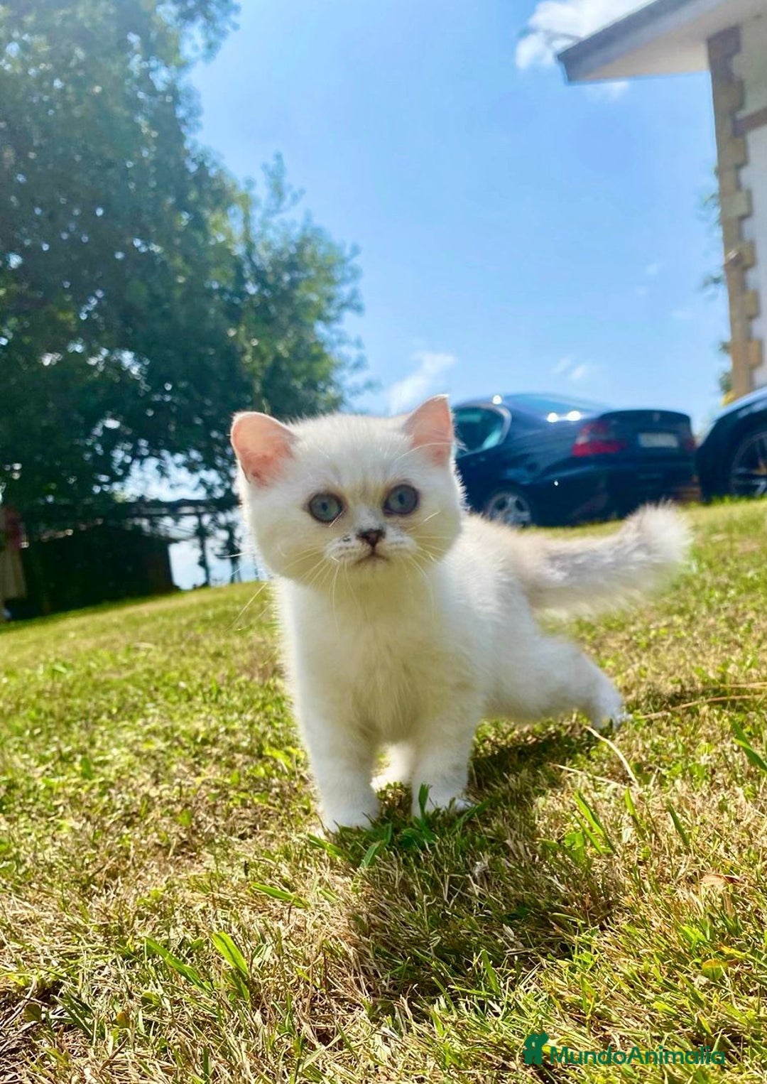 Británico de Pelo Corto gatos en venta: Cachorro british  - Imagen 2