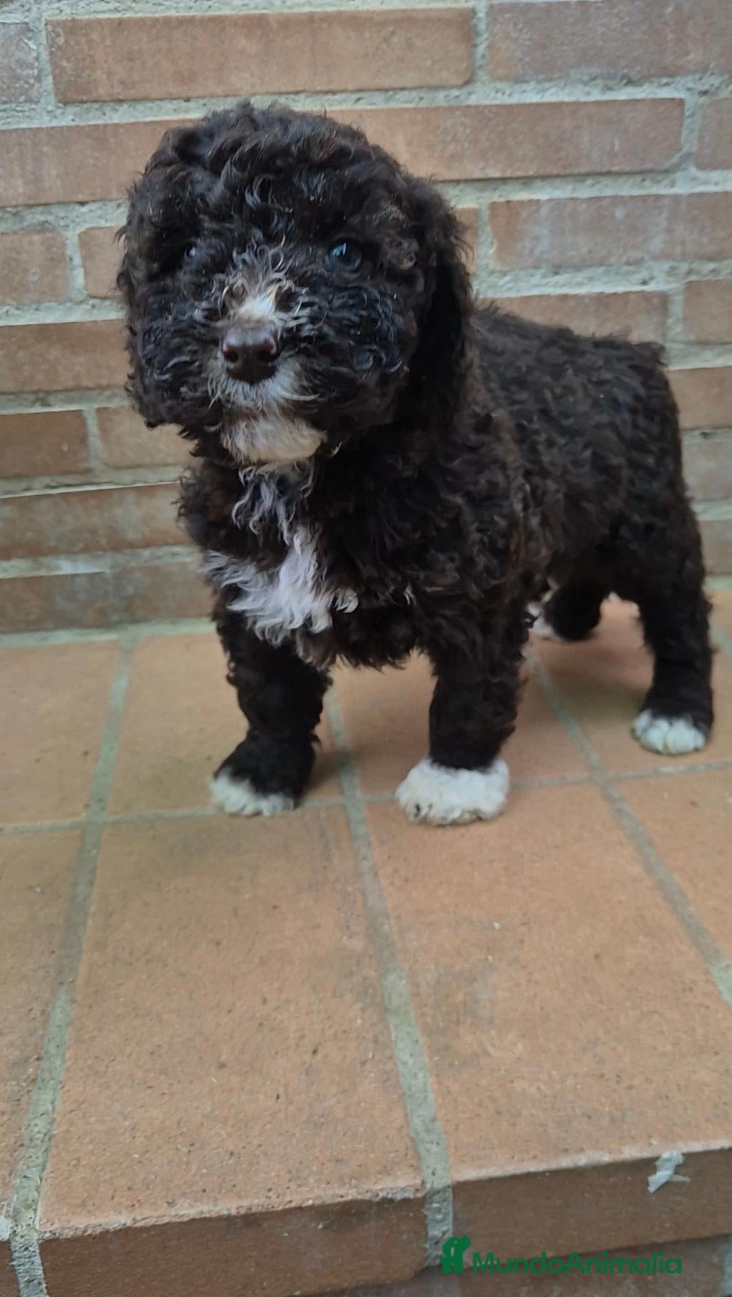 Perro de Agua Español perros Perro de agua chocolate  - Anuncio 2