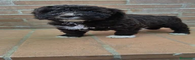 Perro de Agua hembra